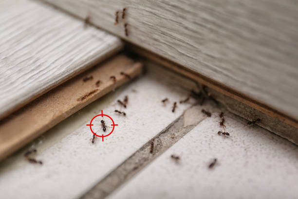 Wildlife Control Services in Cleveland, FL
