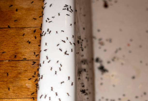 Best Affordable Pest Control Services  in Cleveland, FL